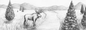 Moose by the Stream